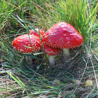 Agaricus