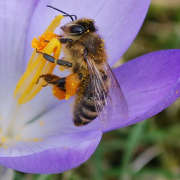 Apis mellifica