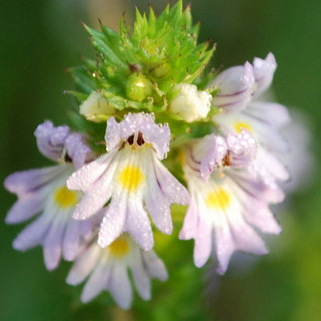 Euphrasia