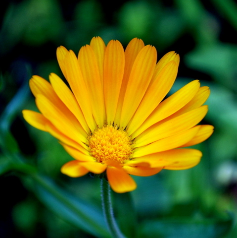 Calendula