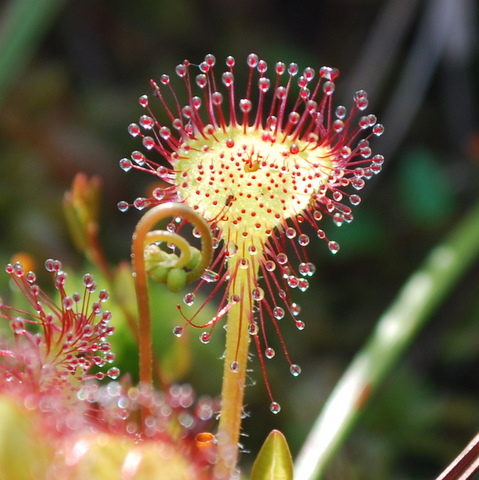 Drosera