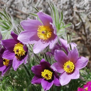 Pulsatilla