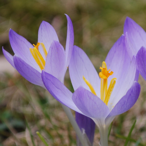 Krokusse Krokusse