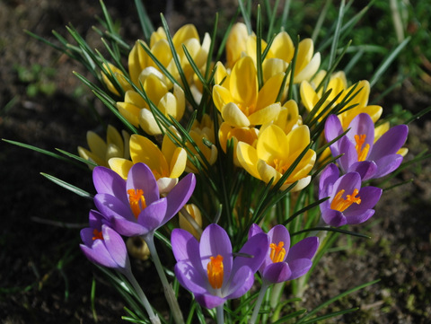 Krokusse Krokusse