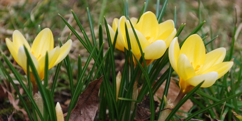 Krokusse Krokusse