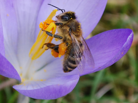 Biene in der Krokusblüte Biene in der Krokusblüte
