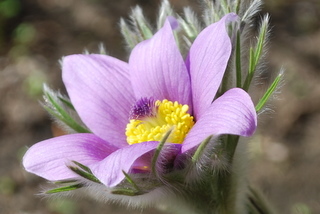 Blüte der Küchenschelle